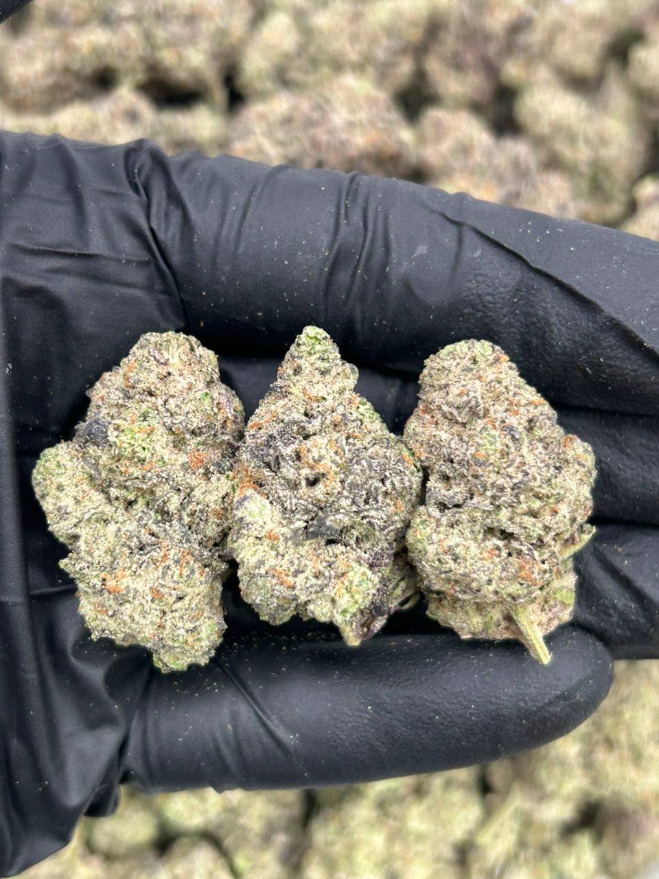 Gelato 41 - Image 2