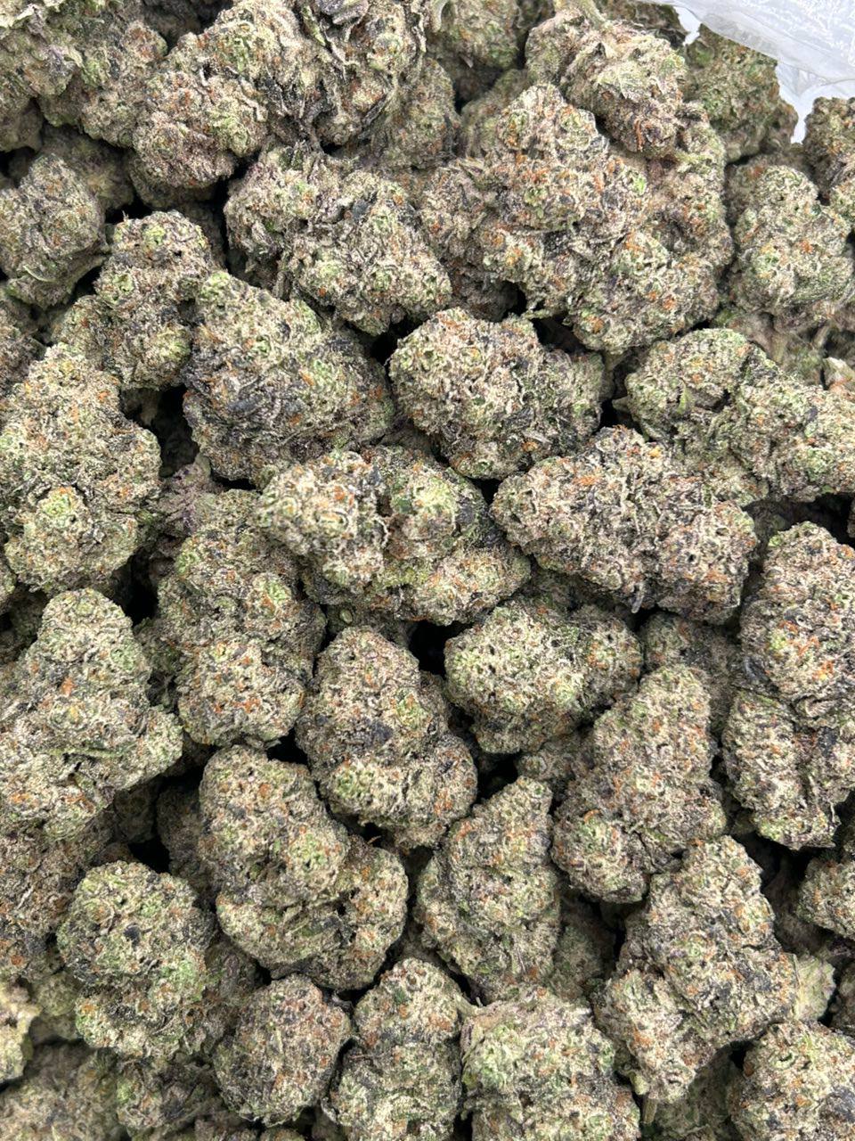 Gelato 41