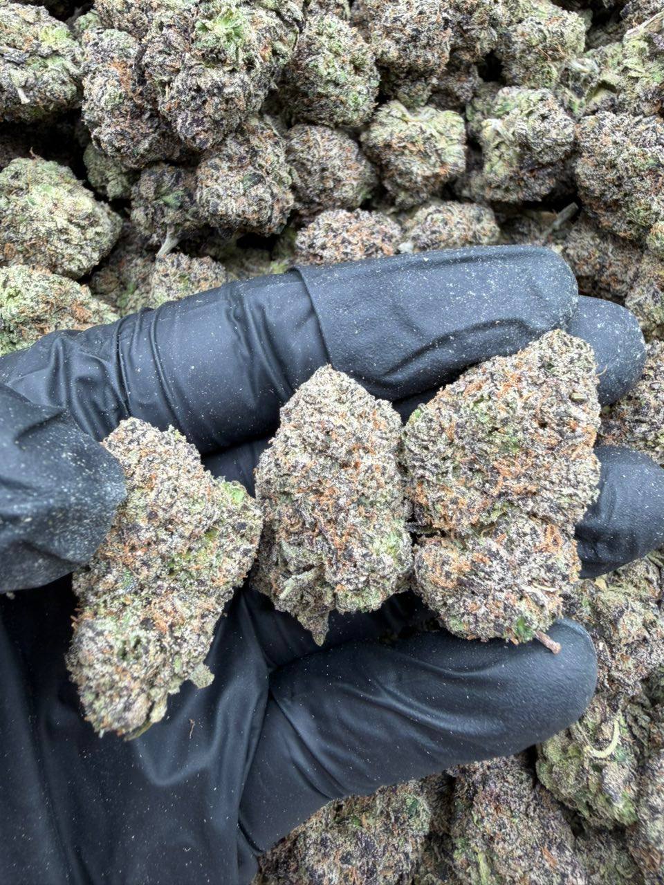 White widow - Image 2