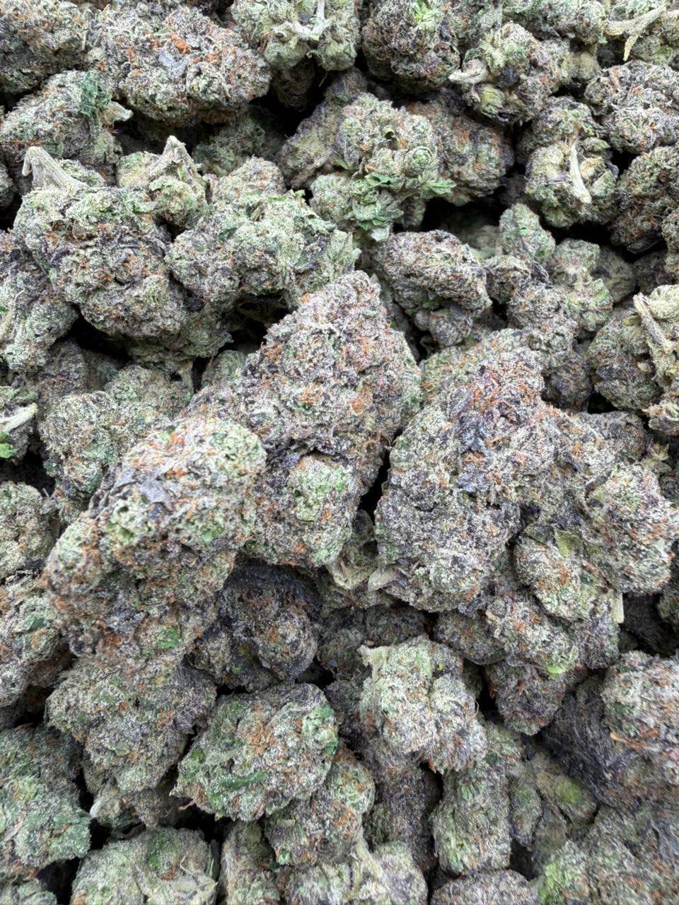 Grapes Candy Gelato