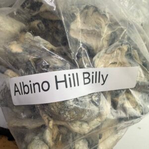 Alternative view of Albino hill billy shrooms